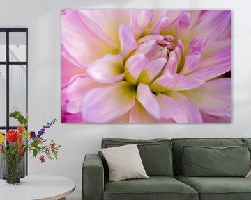 Chrysant van Jehee Fotografie