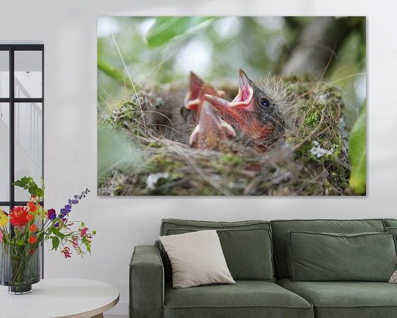 Aperçu de la chambre