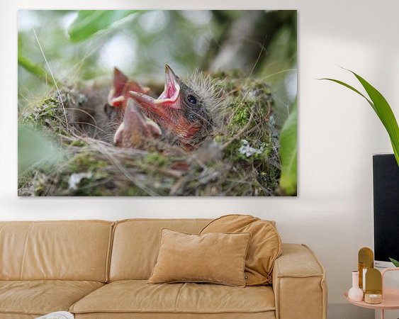 Aperçu de la chambre