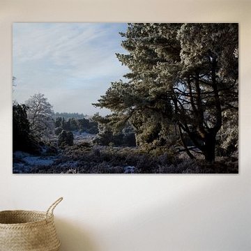 Winter (Drouwen, Drenthe, the Netherlands)