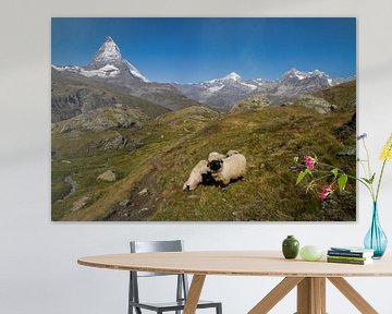 Bergschapen lopen in het Zwitserse landschap voor de Matterhorn 