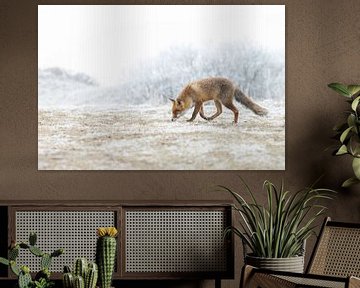 Red fox in wintertime von Menno Schaefer