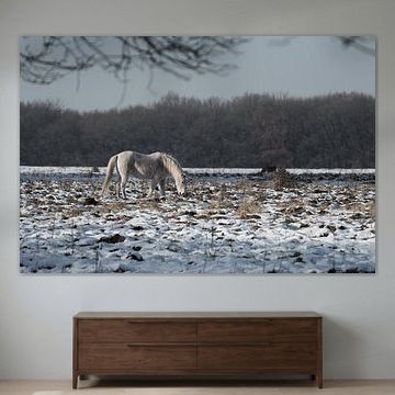 Veluwe, planken wambuis-wild paard 03 