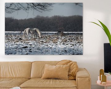 Veluwe, planken wambuis-wild paard 03  van Cilia Brandts