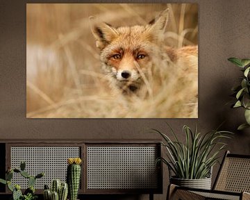Red fox hiding in the reeds von Paul Wendels