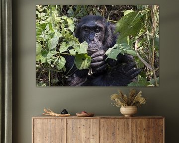 Schimpanse von Antwan Janssen