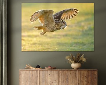Eagle Owl with backlight by Erik Veldkamp