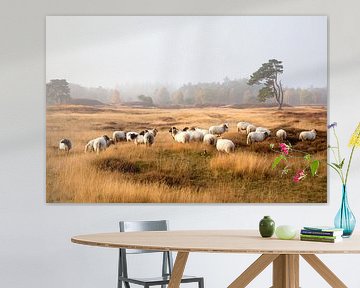 schapen op de hei van anton havelaar