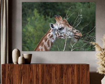 Close up van een etende giraffe met een rustige groene achtergrond  sur Malu de Jong