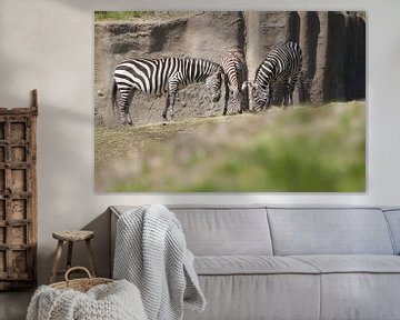 Drie  zebra's aan het grazen von Malu de Jong