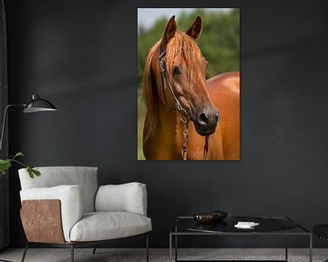 Chestnut purebred arabian stallion with green background