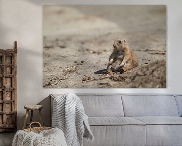 Prairiehond zittend in het zand  van Malu de Jong