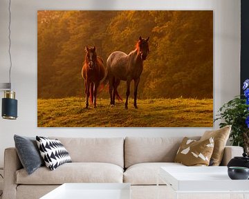 Two horses in the light of the sunset von Paul Wendels