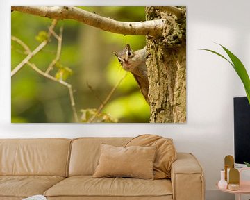 Siberian Chipmunk in tree by Paul Wendels