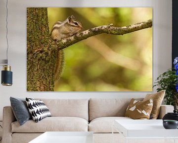 Siberian Chipmunk sitting on a branch of the tree