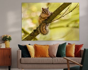 Siberian Chipmunk sitting on a branch of the tree von Paul Wendels