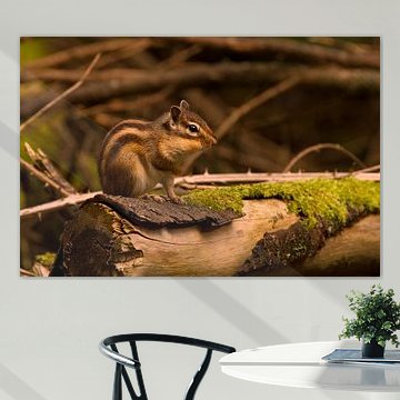 Siberian Chipmunk in the woods