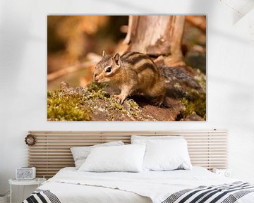 Siberian Chipmunk on a fallen tree in the forest