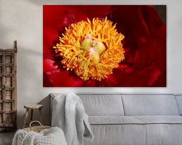 Paeonia