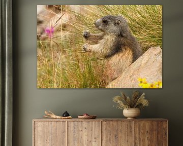 Marmot is gras aan het eten in de alpen