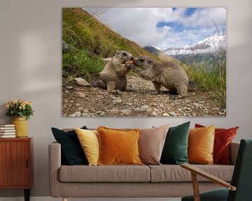 A marmot tries to steal a carrot of another marmot