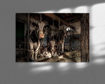 Kuhe im alten Kuhstal von Inge Jansen