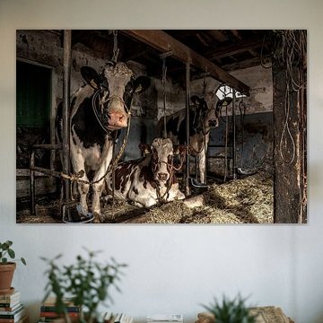 Kuhe im alten Kuhstal von Inge Jansen