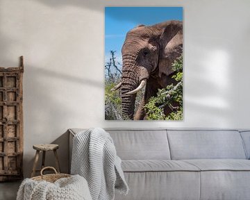 Big African Elephant by Jack Koning