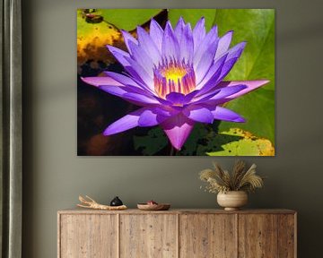 Purple lotus with light in it by Mireille Zoet