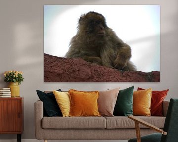 Affe in Gibraltar von Atelier Liesjes