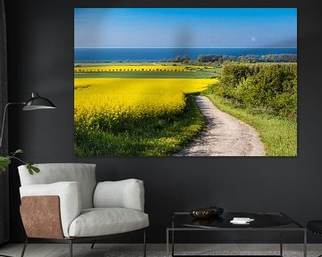 View to the Baltic Sea with canola field van Rico Ködder