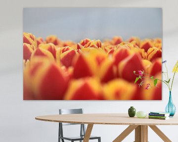 Tulpen Flammen von Marcel van Rijn