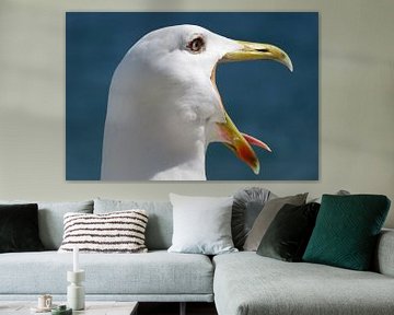 Yellow-legged gull by Rafael Delaedt