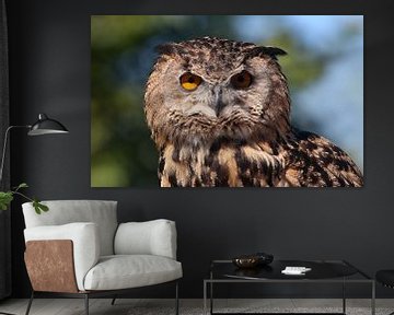 European Eagle-owl Staredown sur Ger Bosma