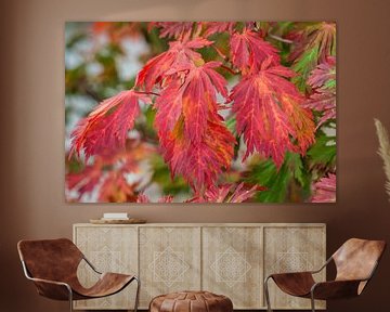 rood gekleurde herfstbladeren van mick agterberg