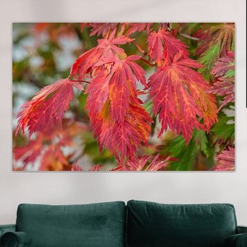 rood gekleurde herfstbladeren