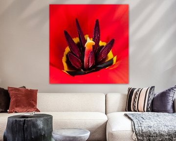 flaming heart of a red tulip by Anouschka Hendriks