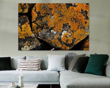Lichen on stone