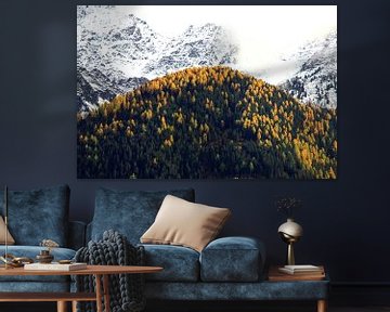 yellow spruce dots a mountain in front of summits covered in snow von Jonathan Vandevoorde