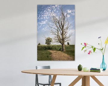 Kale boom in de Oostvaardersplassen von Jeffrey Van Zandbeek