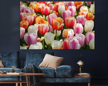 Schöne farbige Tulpen aus den Niederlanden von Hamperium Photography