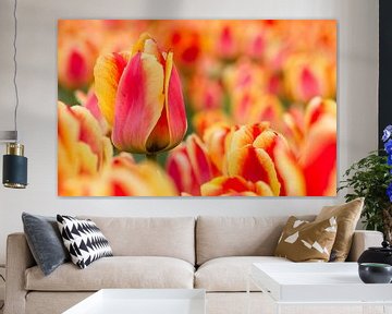 Hollandse tulpen  van Hamperium Photography