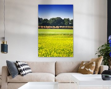 Mustard seed field with a row of trees and maize