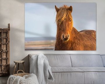 IJslands paard  van Gernanda Vos