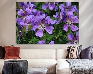 Geranium sanguineum 
