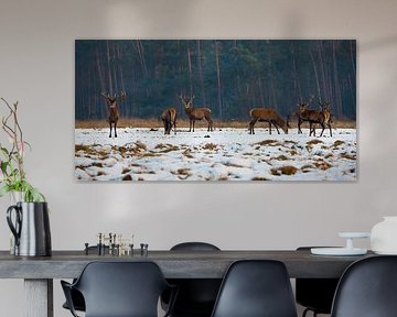 Edelherten in het Nationaal Park de Hoge Veluwe