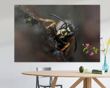 Wasp on a tree trunk. von Astrid Brouwers