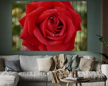 rote Rose auf Holzmaserungsuntergrund van Babetts Bildergalerie