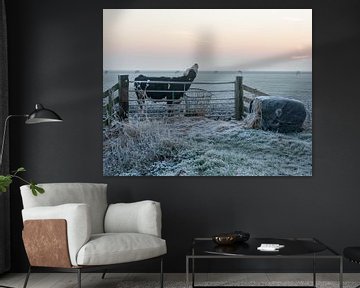 Koeien in de kou ( ochtend rijp ) van Fotografie-RG