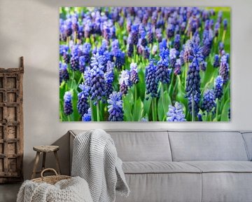 Bloemenveld met blauwe druifjesof druifhyacinten in lente van Ben Schonewille